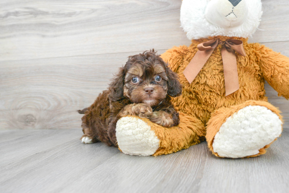 Petite Shih Poo Poodle Mix Pup