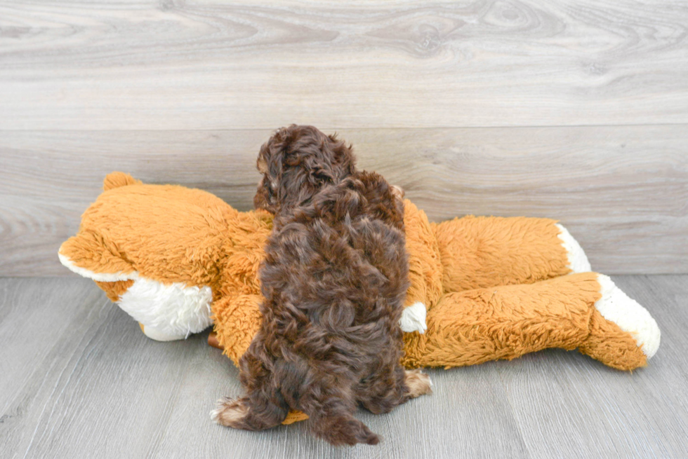 Shih Poo Puppy for Adoption