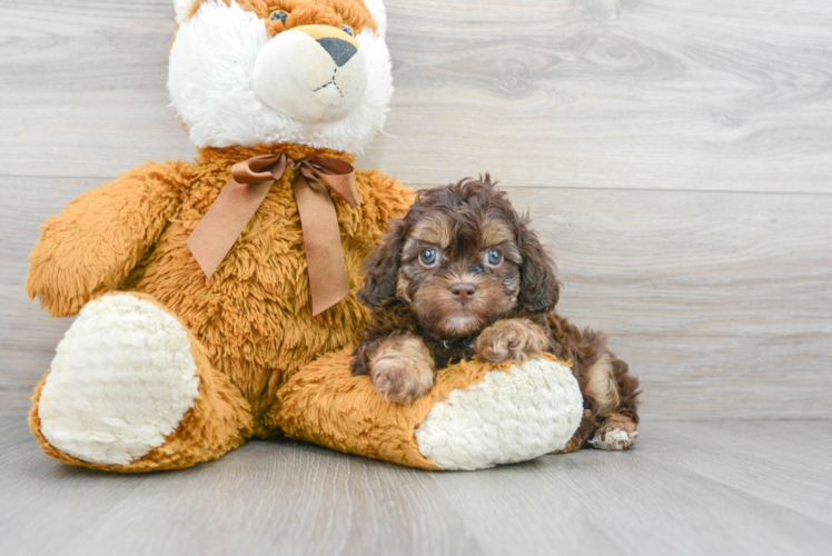 Hypoallergenic Shih Poo Poodle Mix Puppy