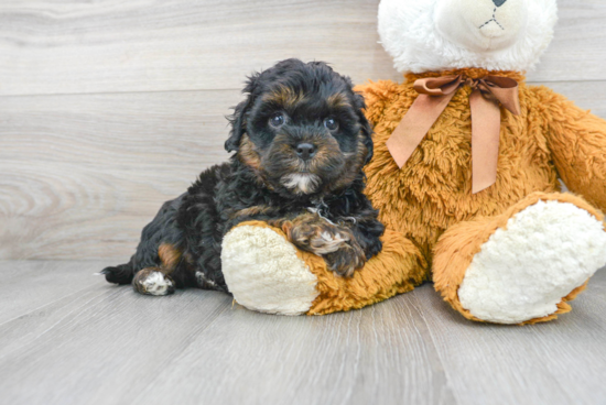 Shih Poo Pup Being Cute