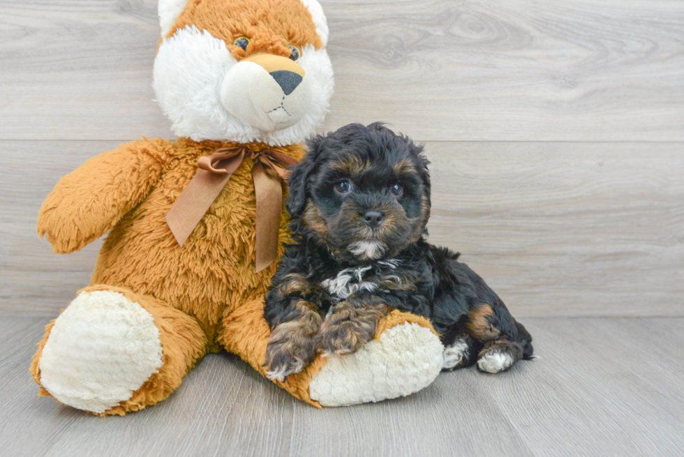 Little Shih Poo Poodle Mix Puppy