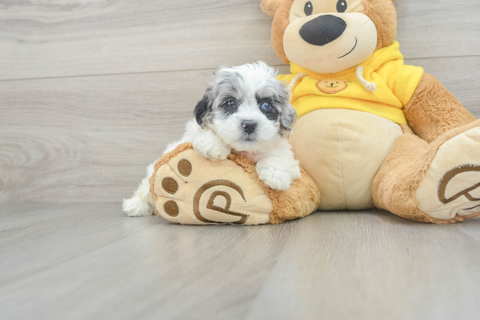 Best Shih Poo Baby