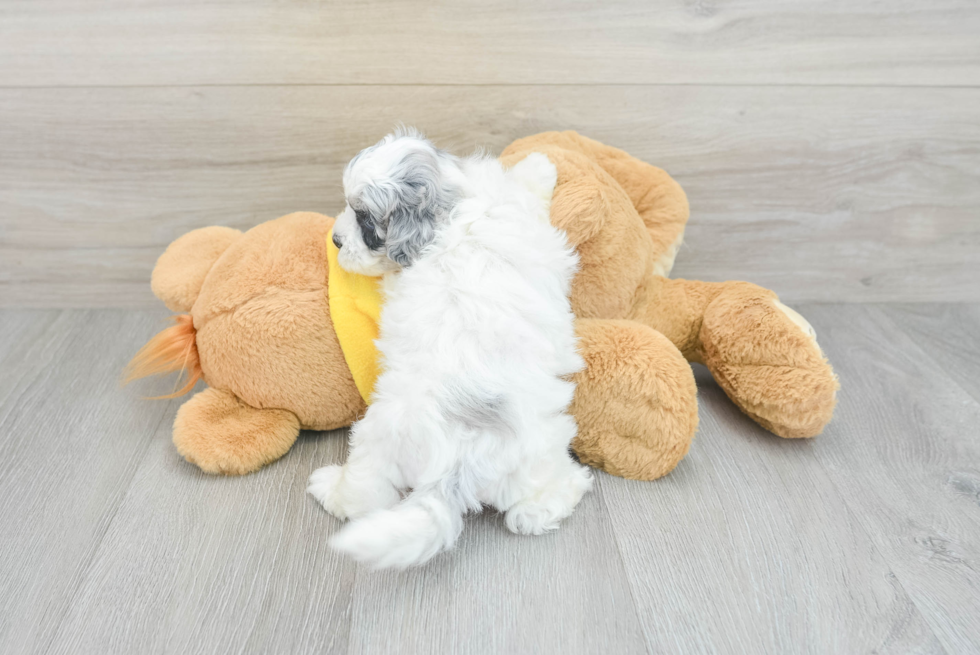 Popular Shih Poo Poodle Mix Pup