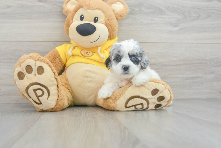 Shih Poo Puppy for Adoption