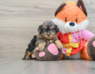 6 week old Shih Poo Puppy For Sale - Premier Pups