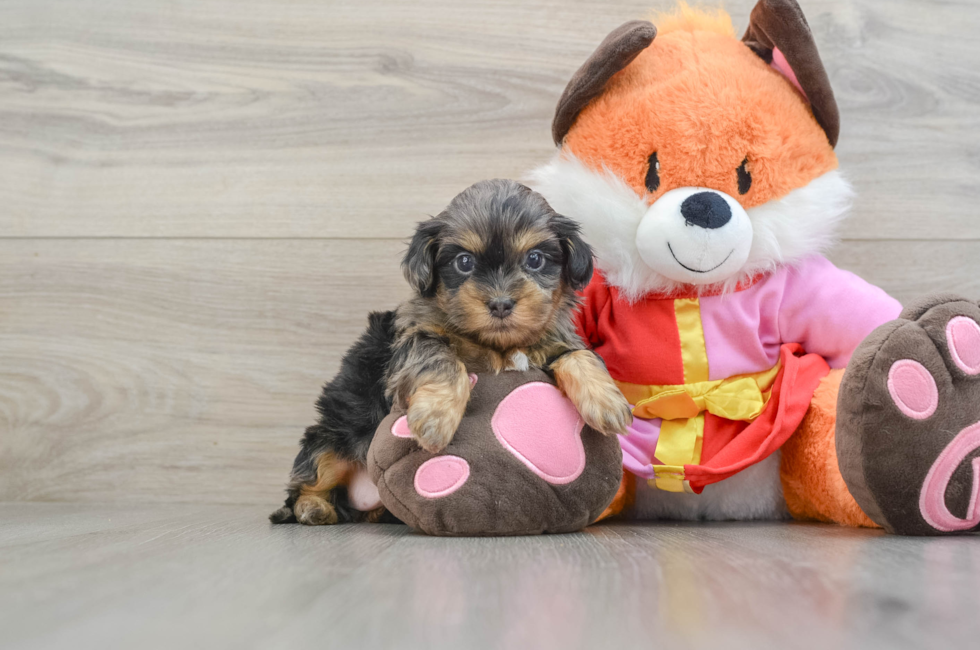 5 week old Shih Poo Puppy For Sale - Premier Pups