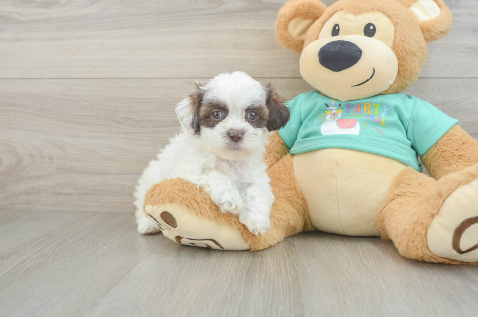 5 week old Shih Poo Puppy For Sale - Premier Pups