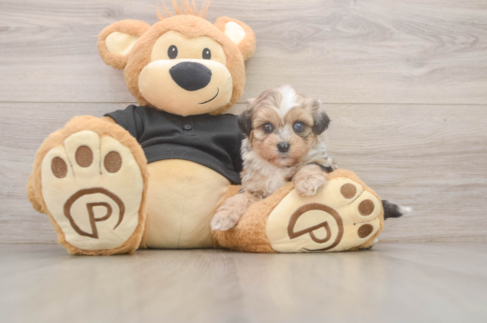 5 week old Shih Poo Puppy For Sale - Premier Pups