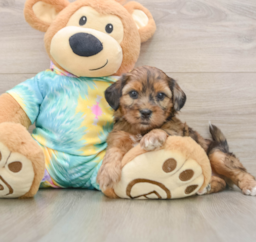 5 week old Shih Poo Puppy For Sale - Premier Pups