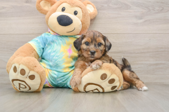 Hypoallergenic Shih Poo Poodle Mix Puppy