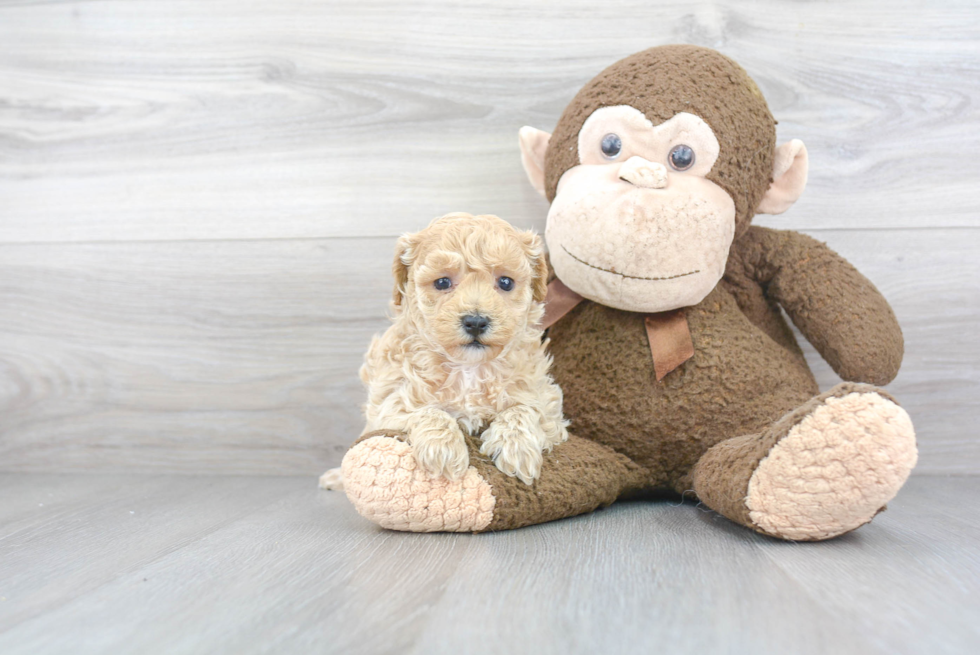 Shih Poo Pup Being Cute