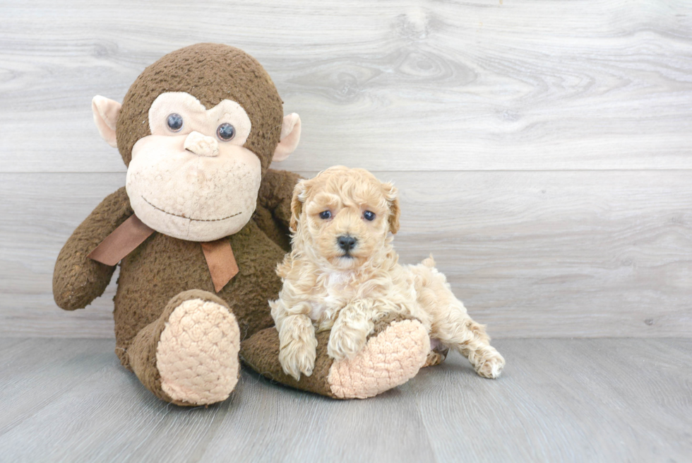 Friendly Shih Poo Baby