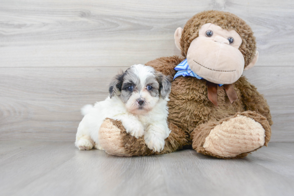 Best Shih Poo Baby