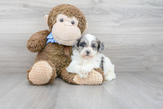 Cute Shih Poo Baby