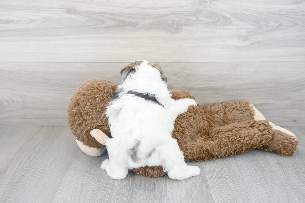 Happy Shih Poo Baby