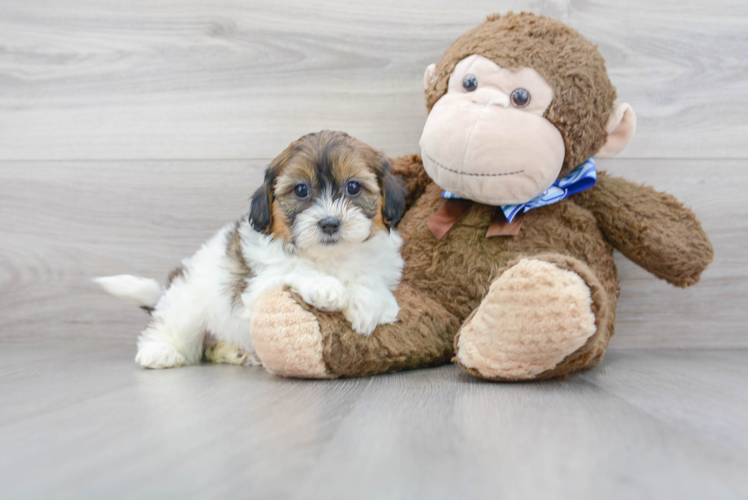 Shih Poo Puppy for Adoption