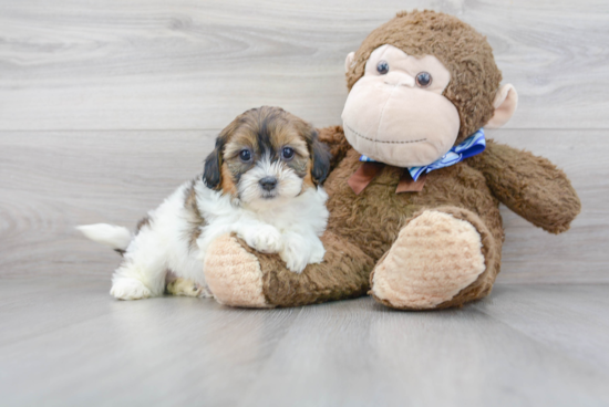 Shih Poo Puppy for Adoption