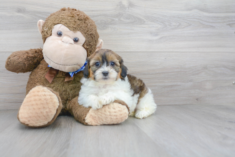 Shih Poo Pup Being Cute