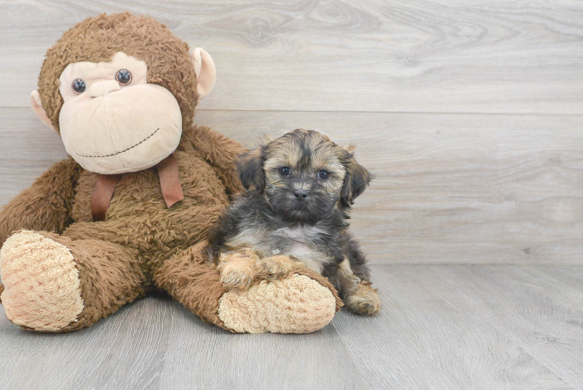 Shih Poo Pup Being Cute
