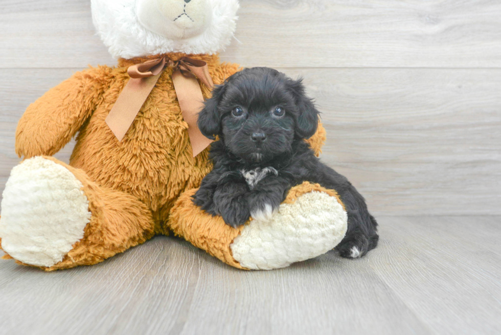 Shih Poo Pup Being Cute