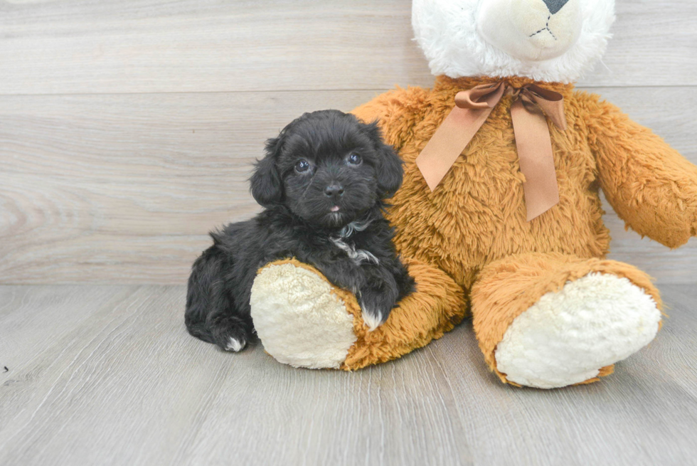 Funny Shih Poo Poodle Mix Pup