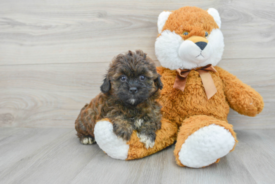 Shih Poo Puppy for Adoption