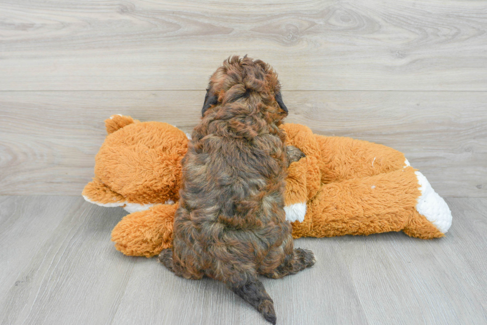 Energetic Shih Poo Poodle Mix Puppy