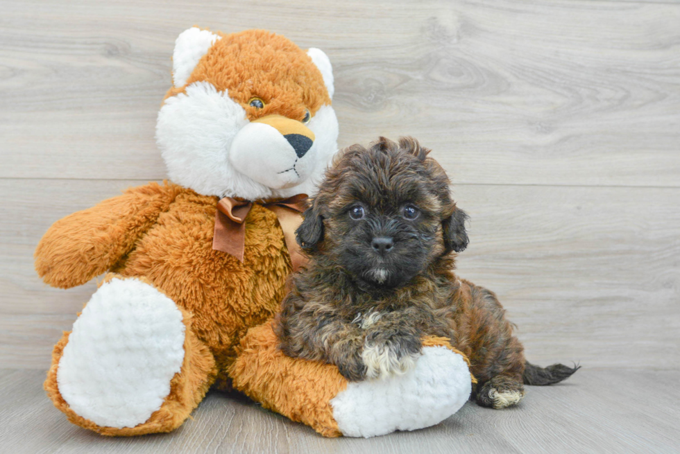 Shih Poo Pup Being Cute