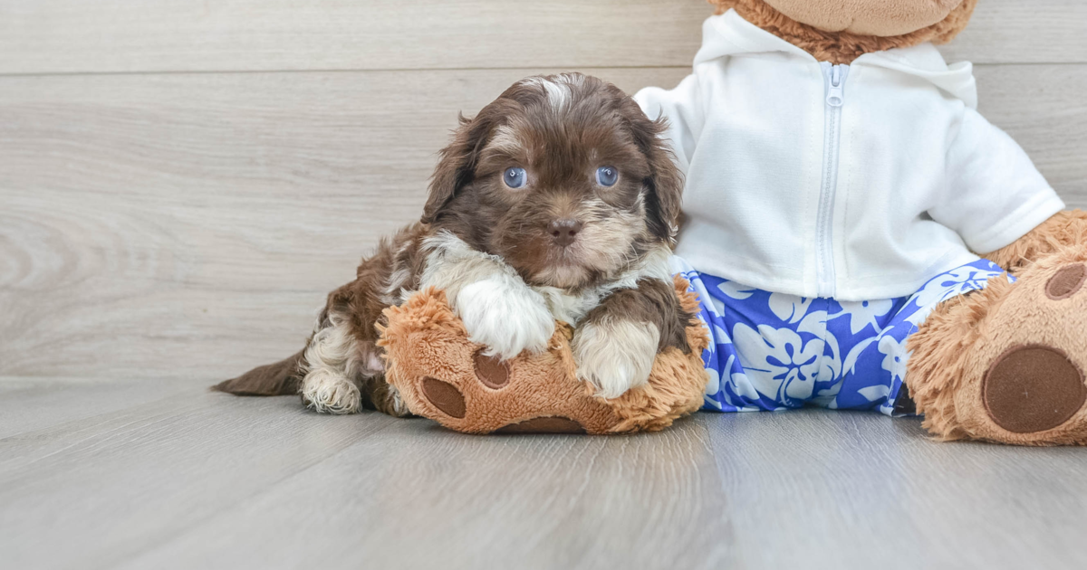 Fluffy Shih Poo Hank: 5lb 6oz Doodle Puppy