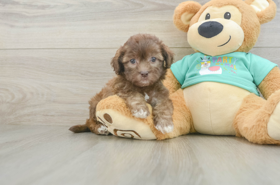 5 week old Shih Poo Puppy For Sale - Premier Pups