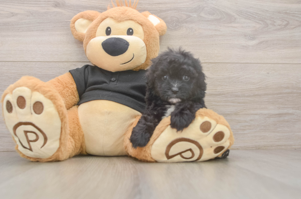 5 week old Shih Poo Puppy For Sale - Premier Pups
