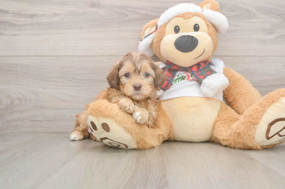 5 week old Shih Poo Puppy For Sale - Premier Pups