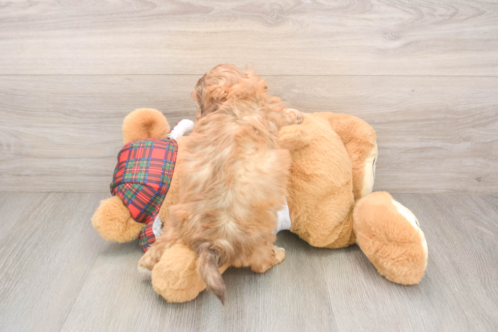 Shih Poo Pup Being Cute