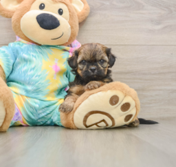 5 week old Shih Poo Puppy For Sale - Premier Pups