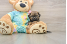 Cute Shih Poo Baby