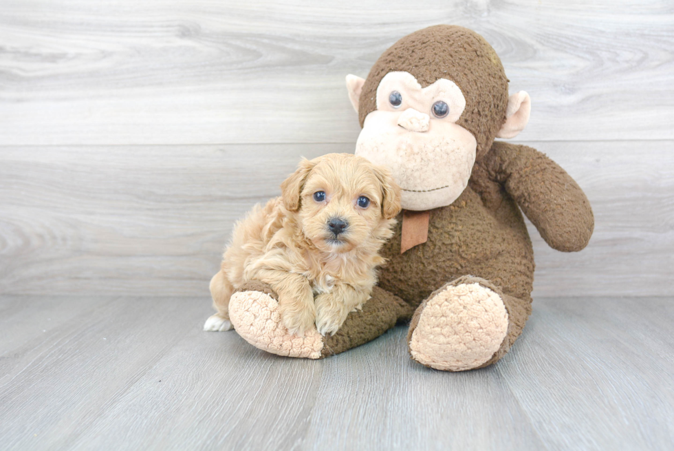 Popular Shih Poo Poodle Mix Pup