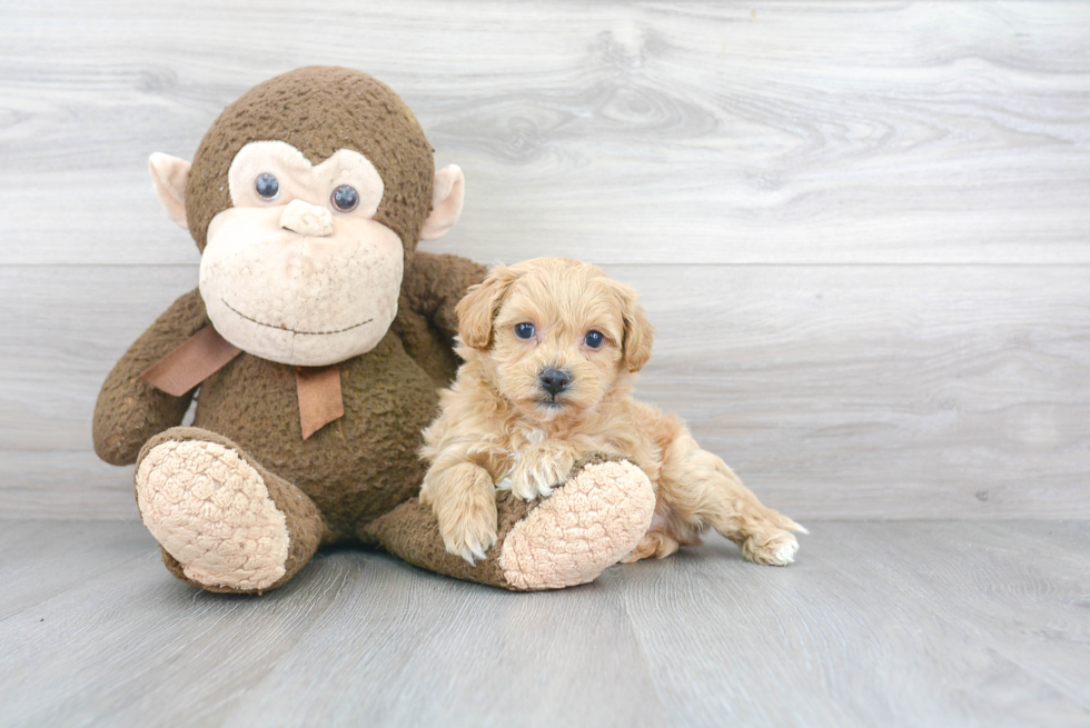 Shih Poo Pup Being Cute