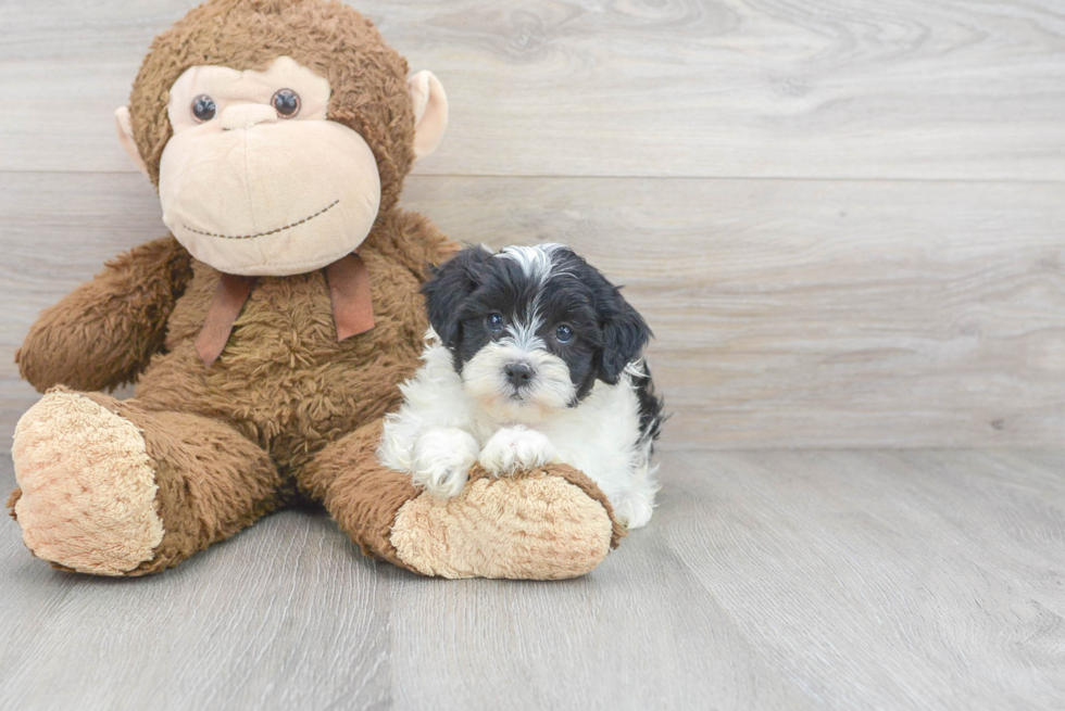 Smart Shih Poo Poodle Mix Pup