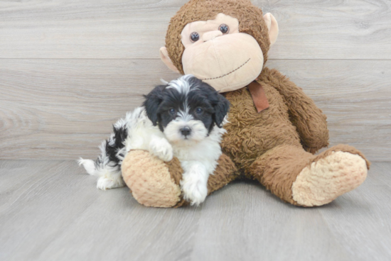 Petite Shih Poo Poodle Mix Pup