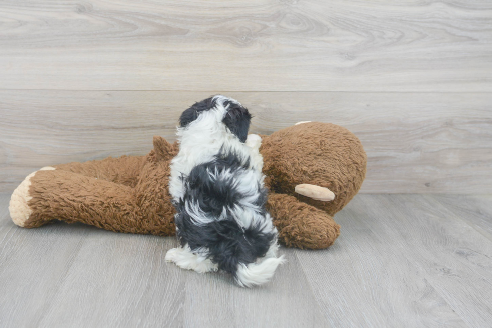 Best Shih Poo Baby