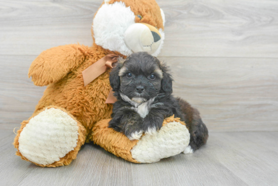 Shih Poo Puppy for Adoption