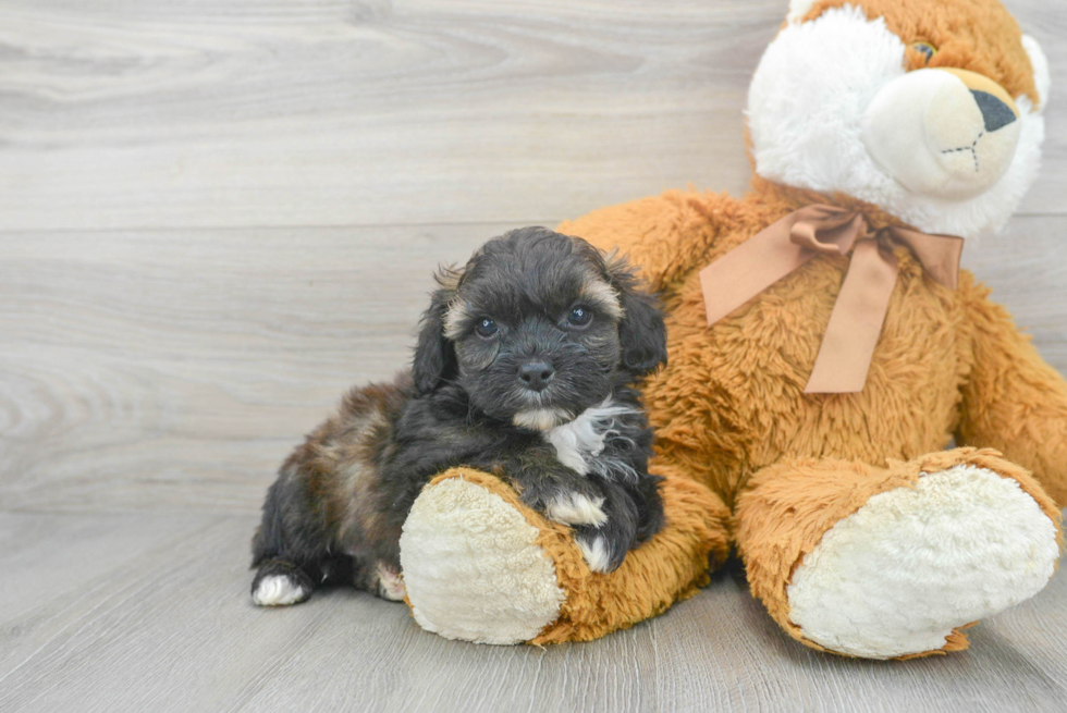 Fluffy Shih Poo Poodle Mix Pup