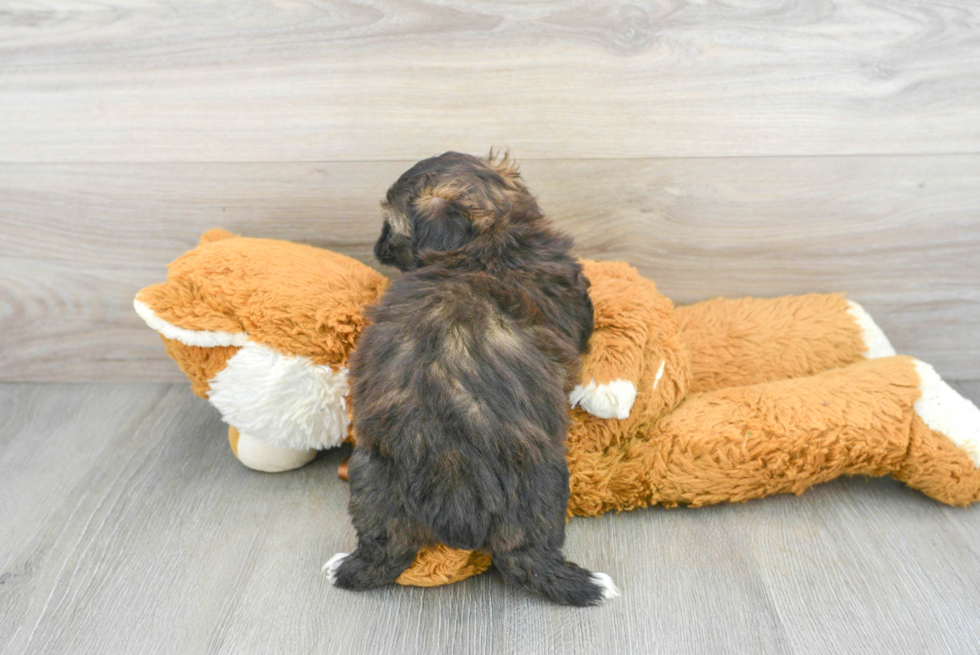 Fluffy Shih Poo Poodle Mix Pup