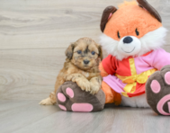 6 week old Shih Poo Puppy For Sale - Premier Pups