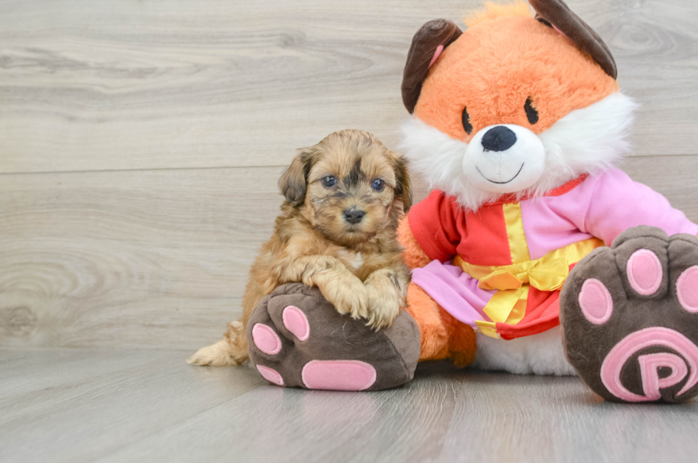 5 week old Shih Poo Puppy For Sale - Premier Pups