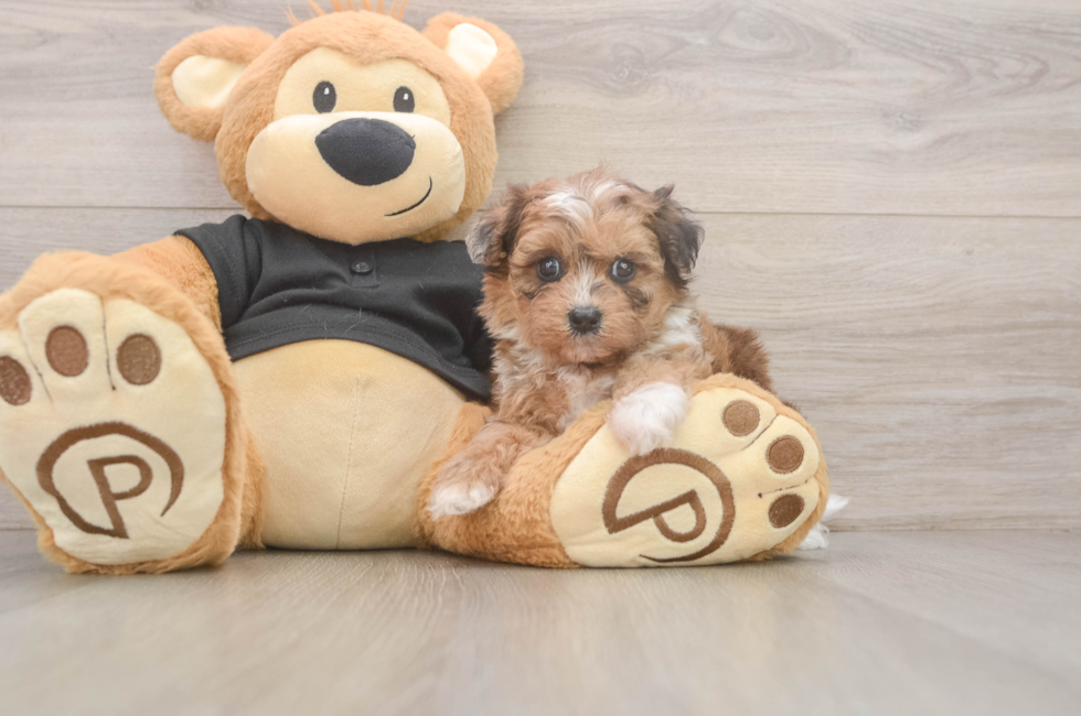 5 week old Shih Poo Puppy For Sale - Premier Pups