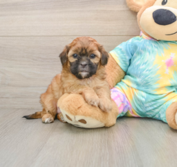 5 week old Shih Poo Puppy For Sale - Premier Pups
