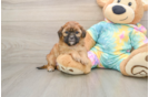 Shih Poo Puppy for Adoption