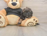 6 week old Shih Poo Puppy For Sale - Premier Pups
