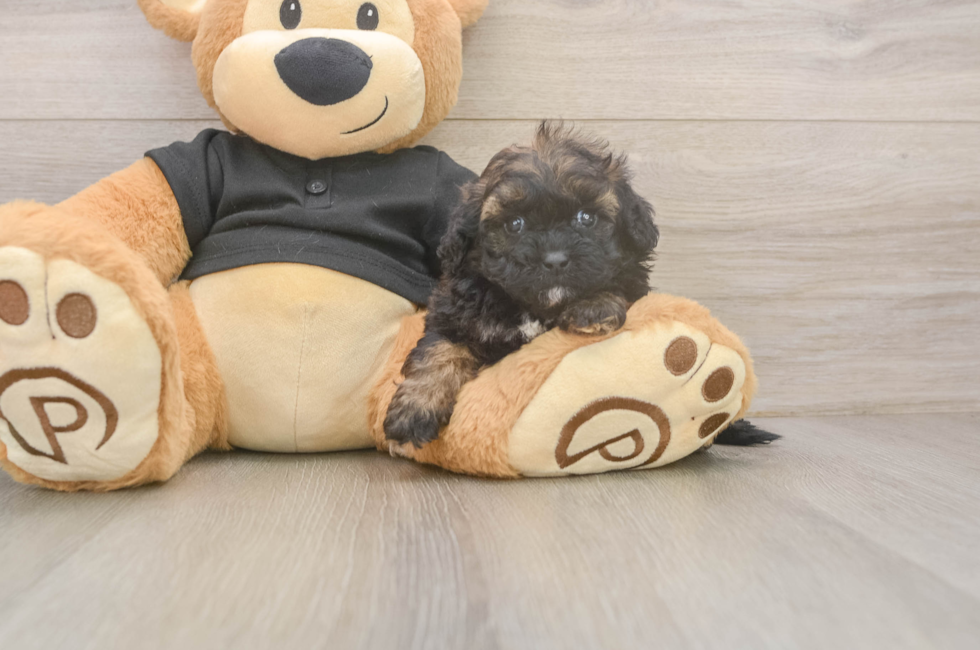5 week old Shih Poo Puppy For Sale - Premier Pups